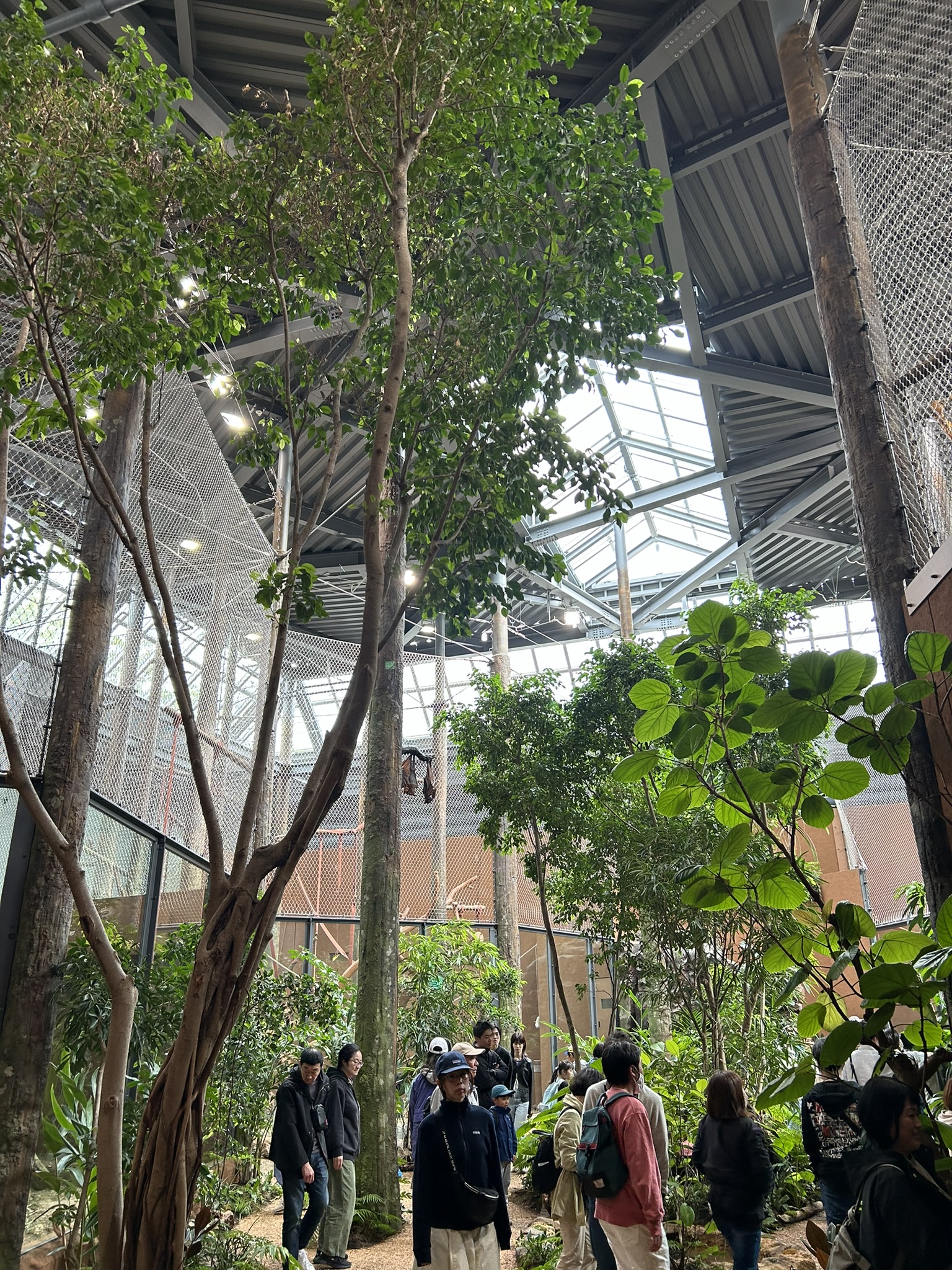 札幌市円山動物園「オランウータンとボルネオの森」オープン  ～デザイン学部 齊藤雅也 教授らが設計監修のイメージ画像